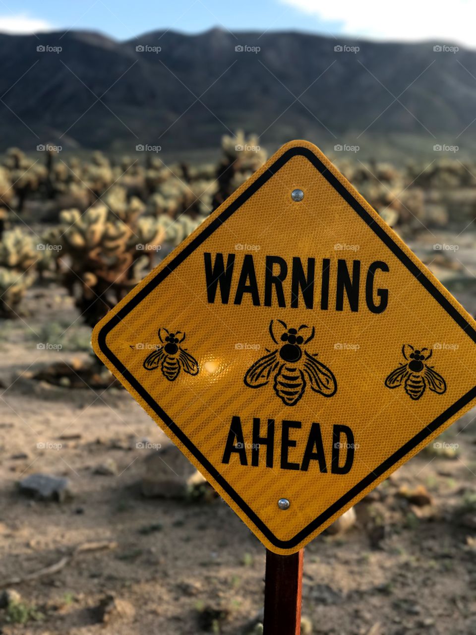 Warning Bees Ahead 