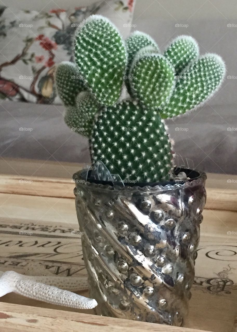 Prickly Pete