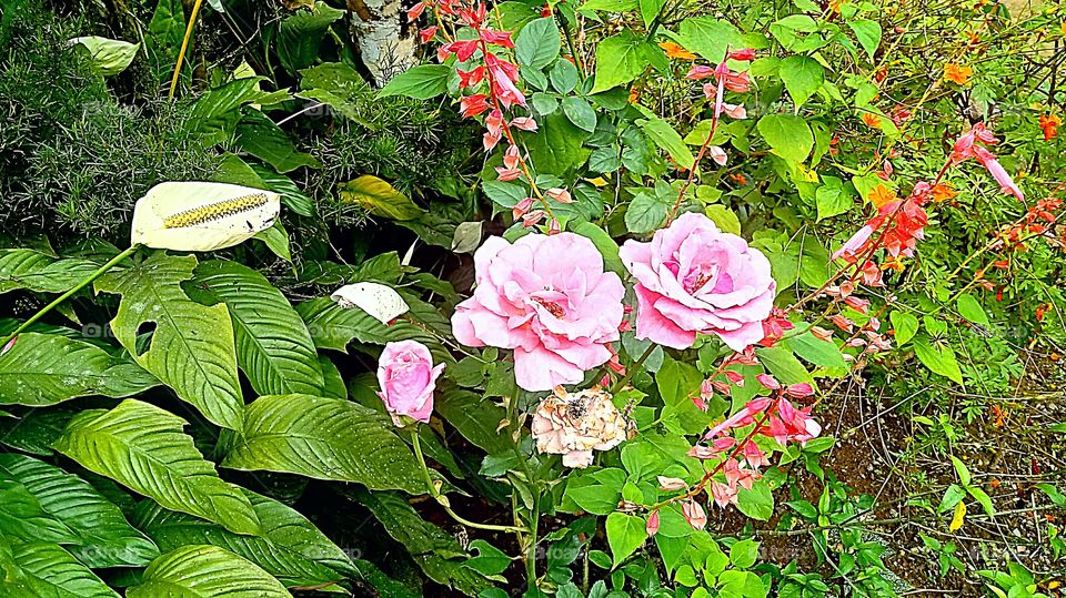 FOLHAGENS ROSAS