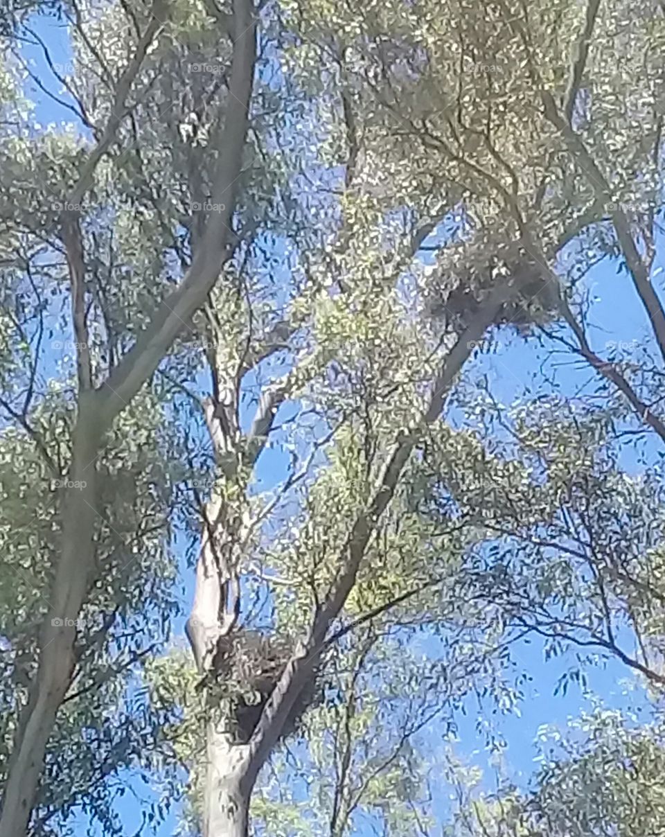 nido de pájaros en la cima de un árbol añoso de eucalipto (General Rodríguez, provincia de Buenos Aires. Argentina)