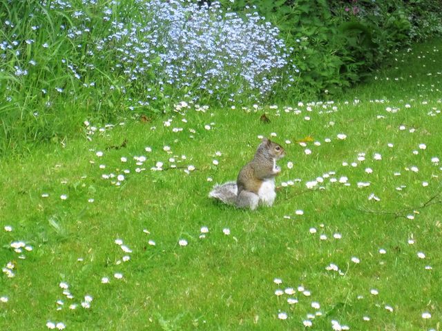 Cute squirrel
