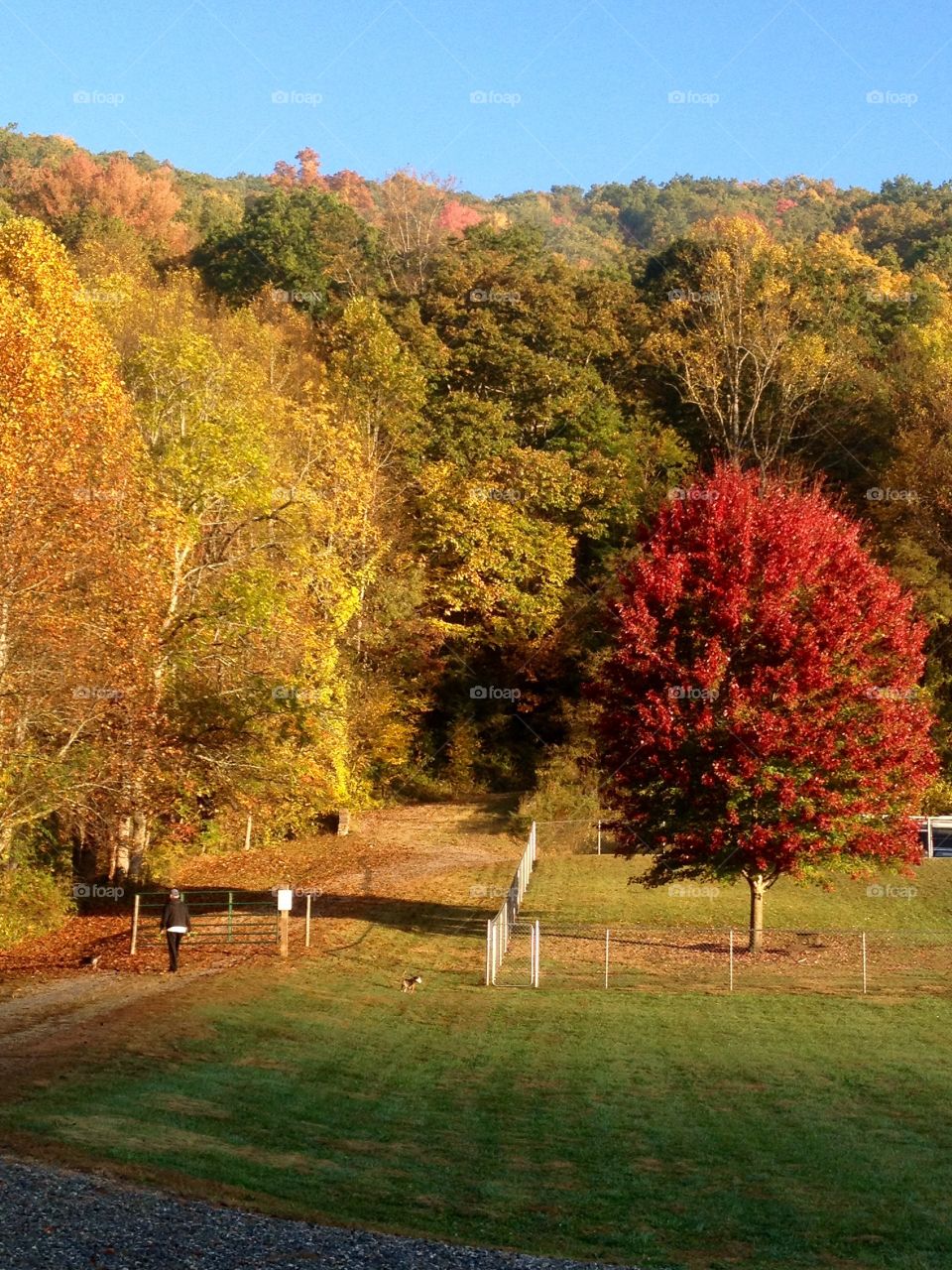 Walking the pups and enjoying the leaves 