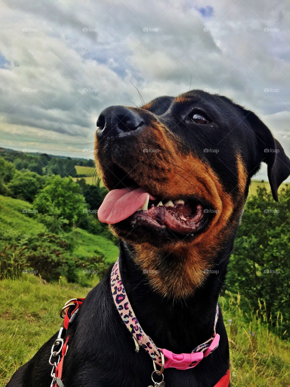 Rottweiler puppy watching the world