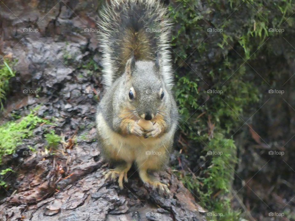 Squirrel 