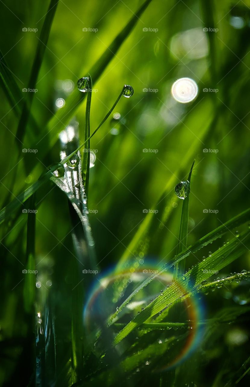 Morning dew on blades of grass with rainbow lens flare from the sun at Clearfork Reservoir in Mansfield Ohio @abby.leclaire.14