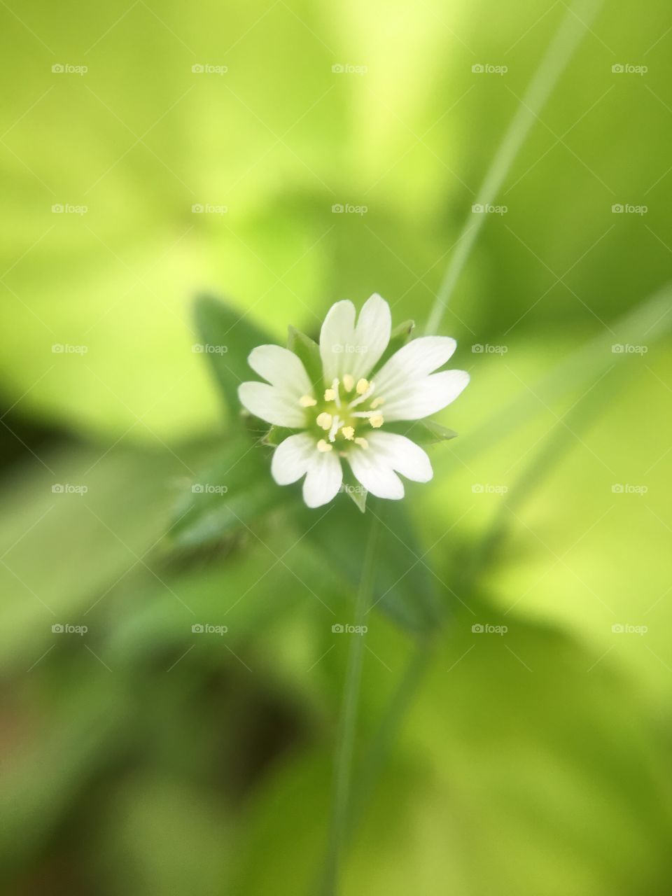 Tiny white flower