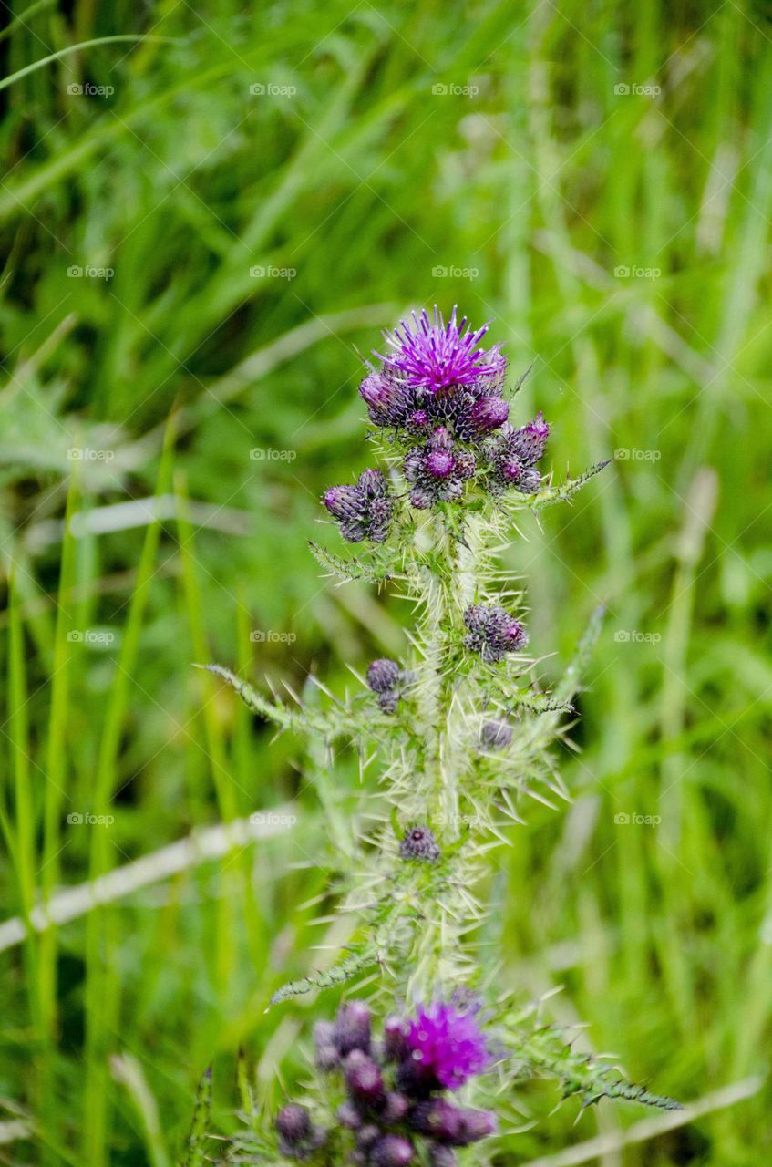 thistle