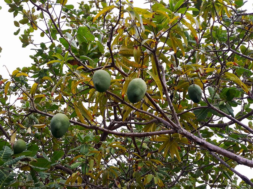 Green mango tree