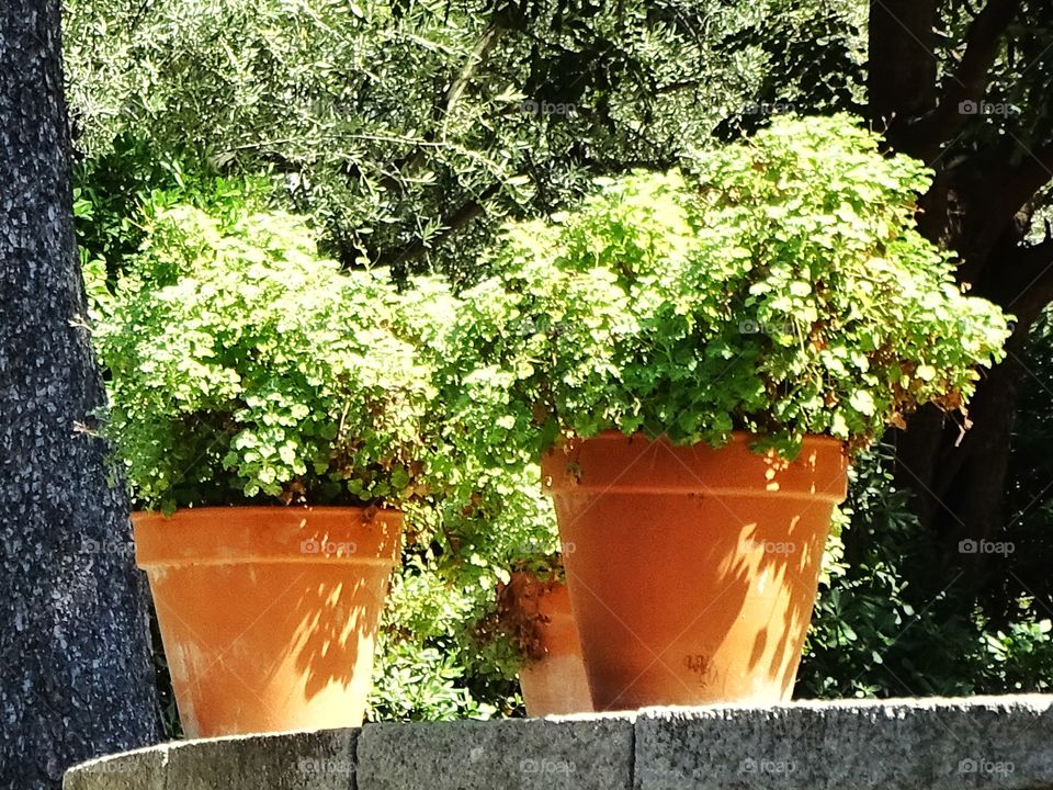 The flowerpots