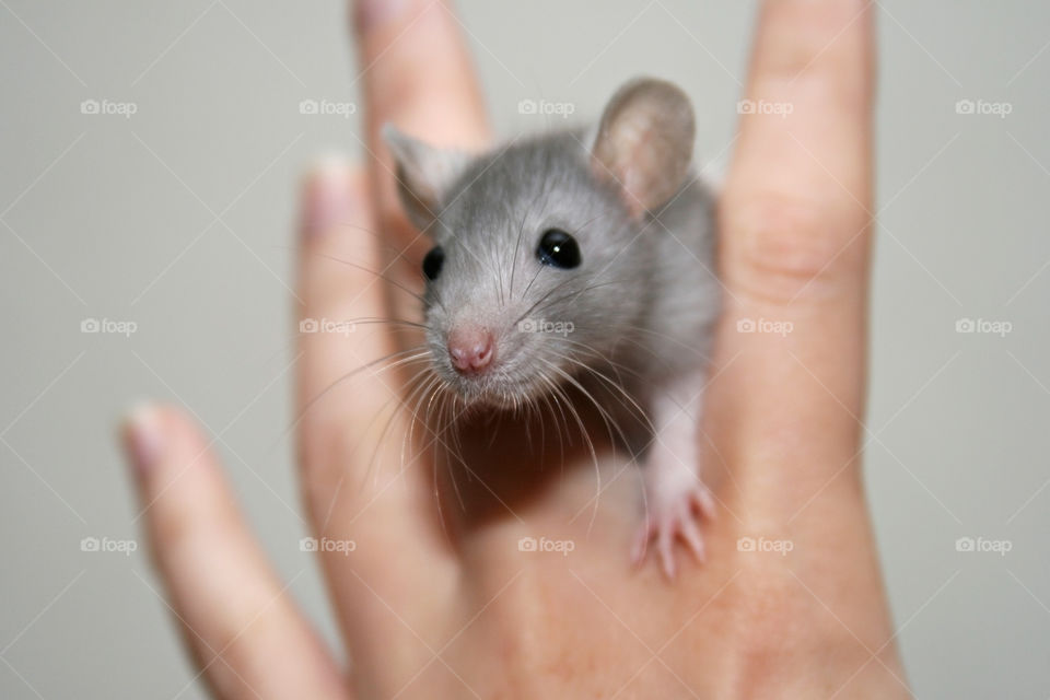  Baby Rat
