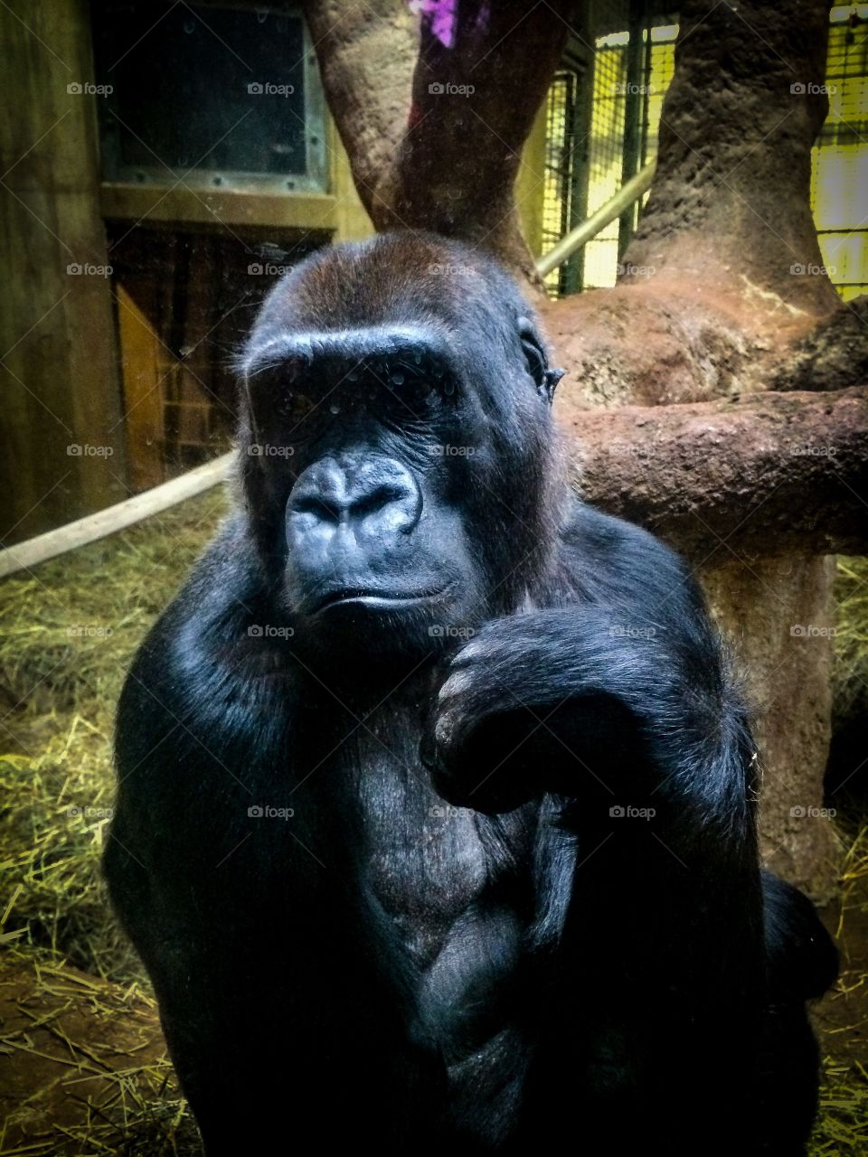 Resting gorilla