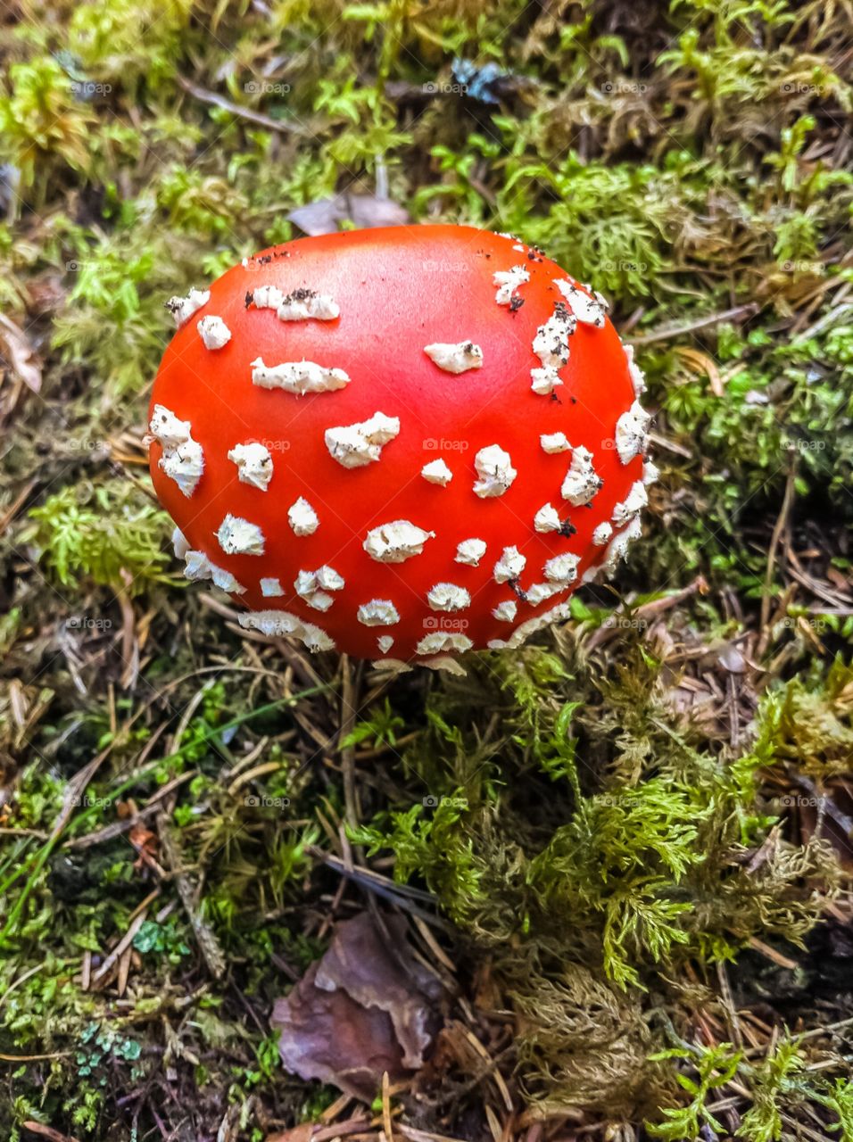 Mushroom in forest