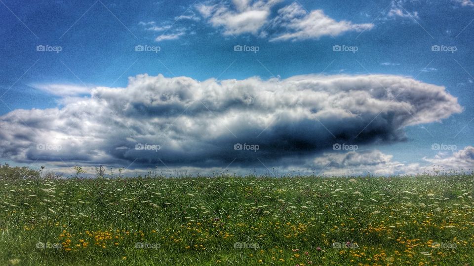 Summer Meadow