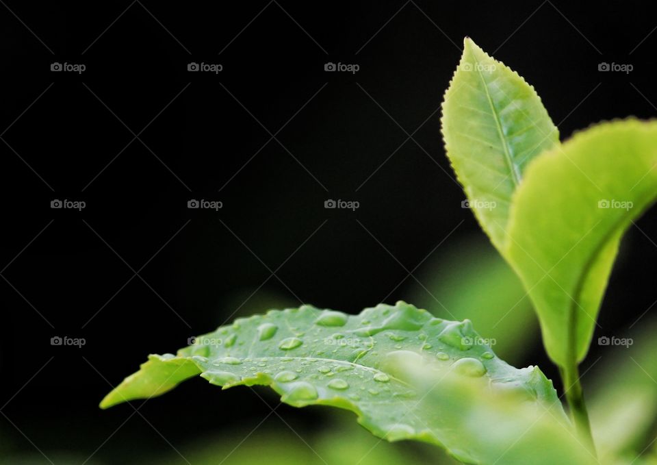 capturing dew drops on tea leaves ..