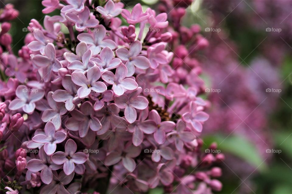 you can almost smell them