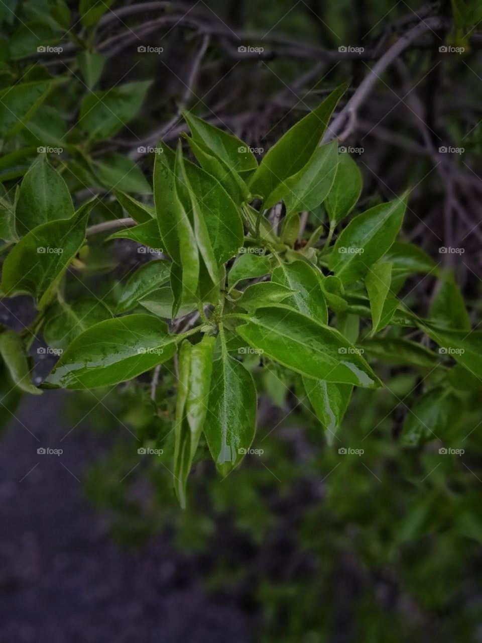 Фотографии зелено однакові
