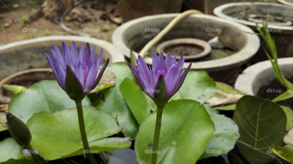 purple lily