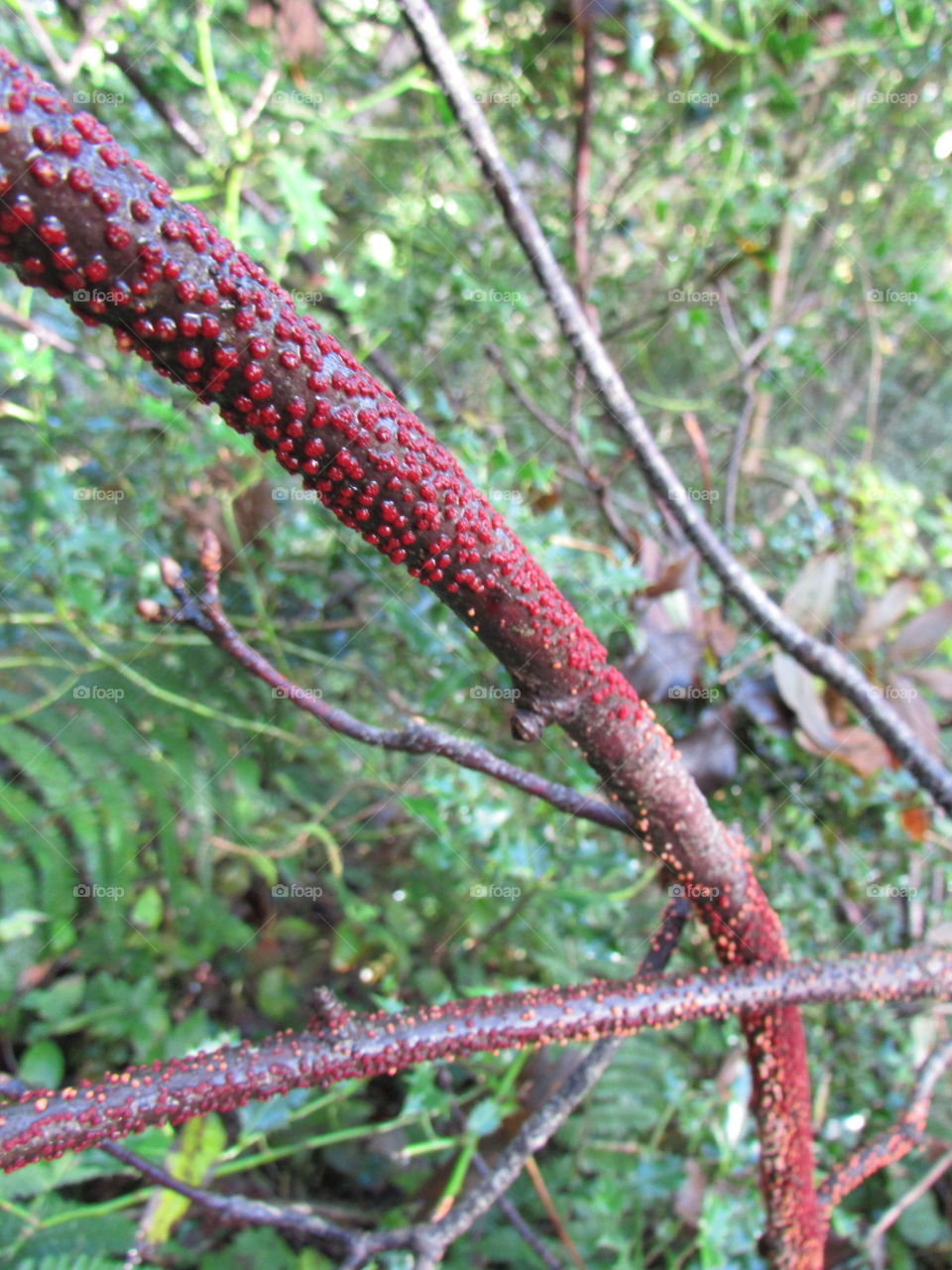 red spotted branch