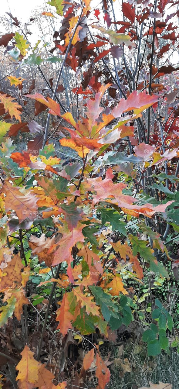 Colouful oak tree in autumn