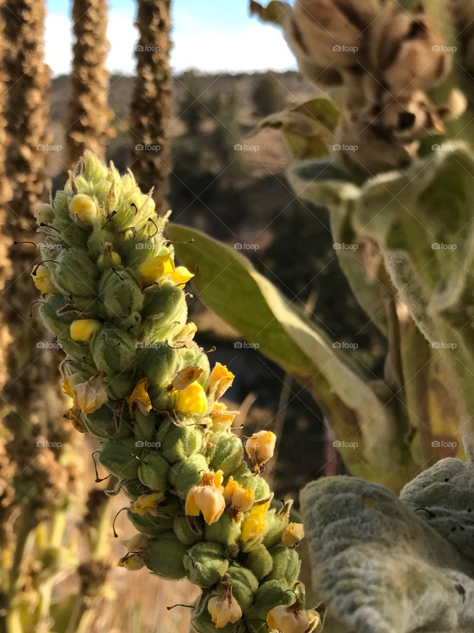 Roadside brush near the Deschutes River in Central Oregon in the fall is highlighted by the late afternoon sun. 