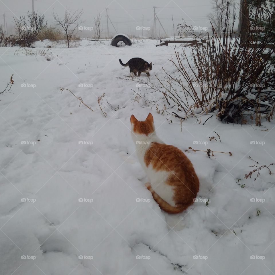 cats play in the snow