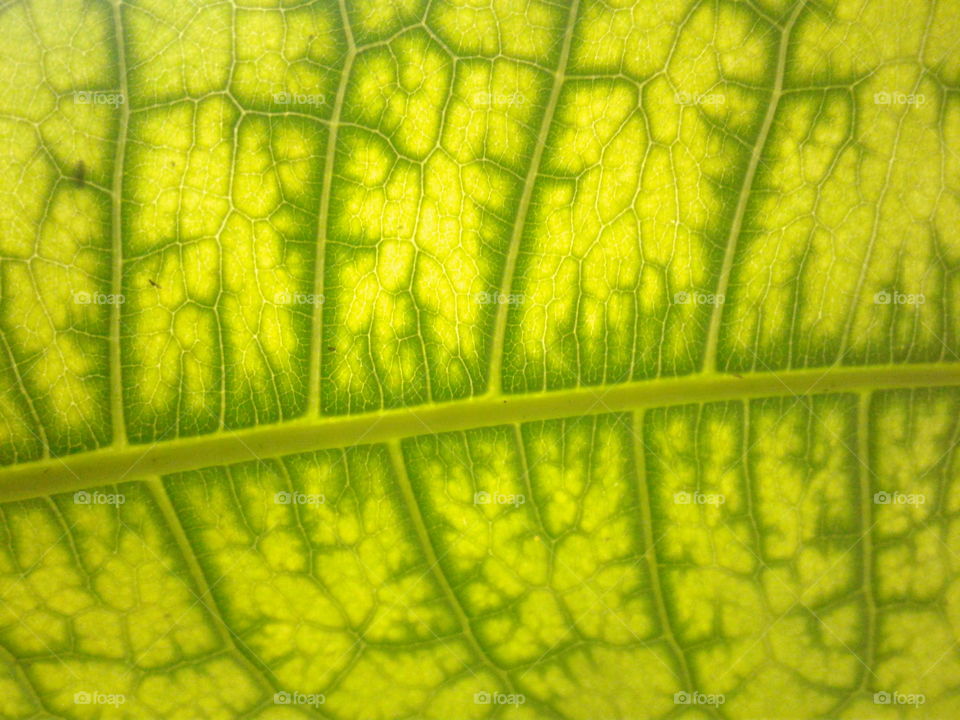 veins in leaf