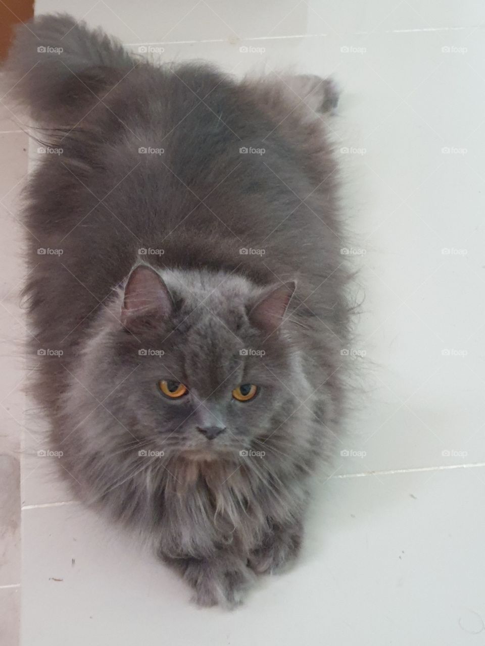 my gray cat