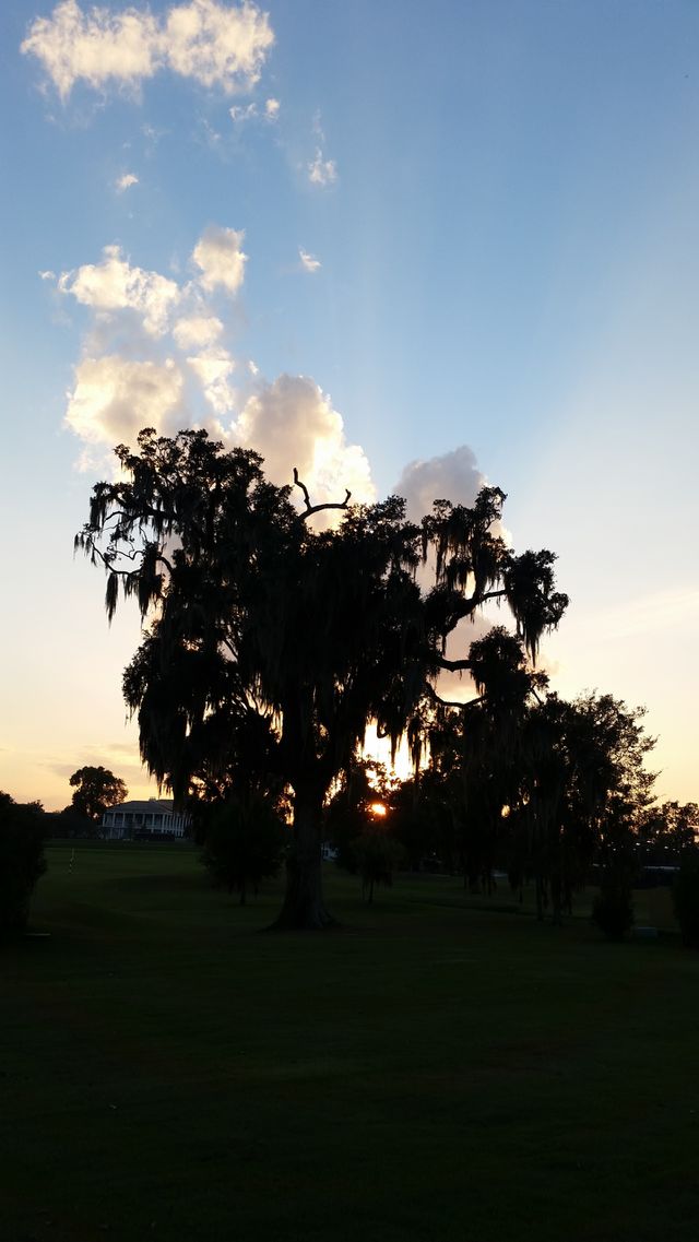 tree