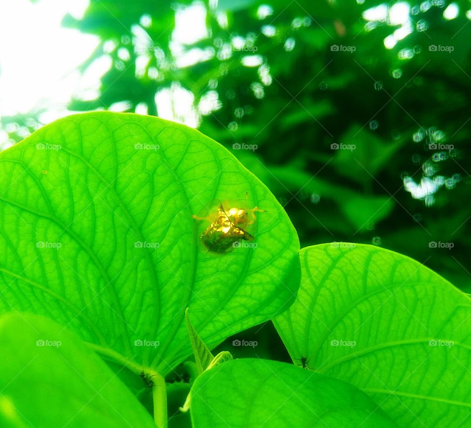 serangga kecil yg indah