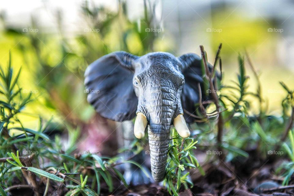 elephant