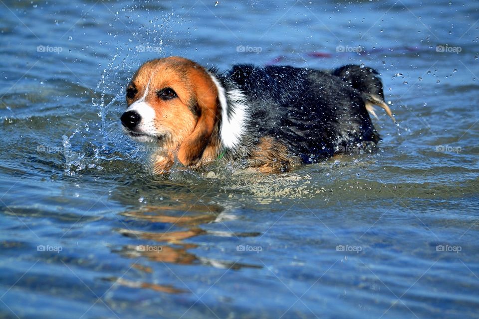 Bathing puppy