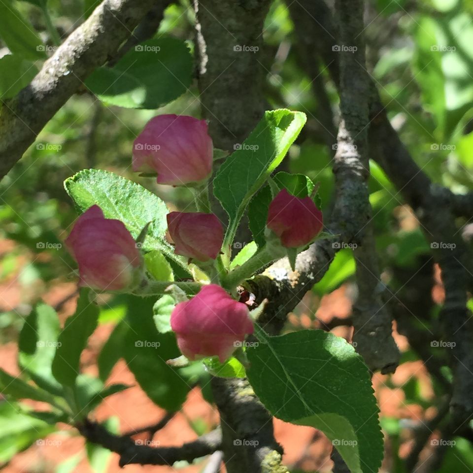 Apple blossom