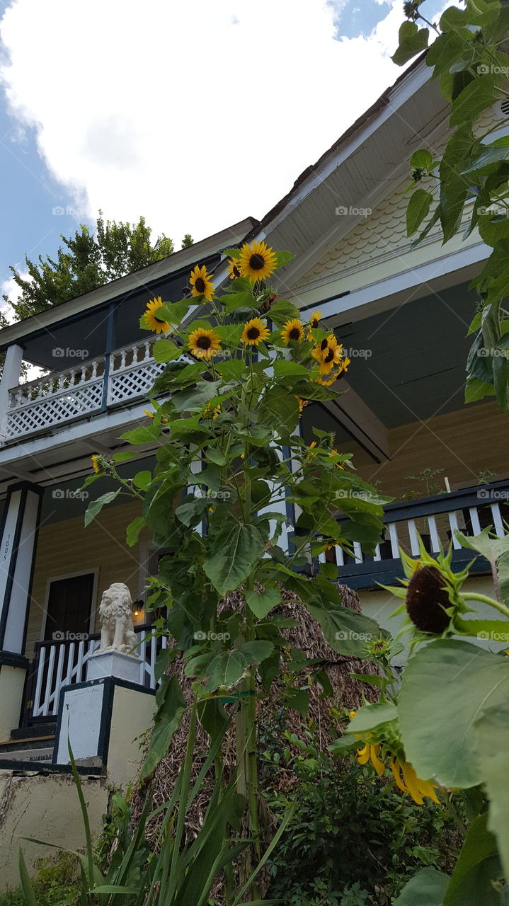 front yard just for sunflowers