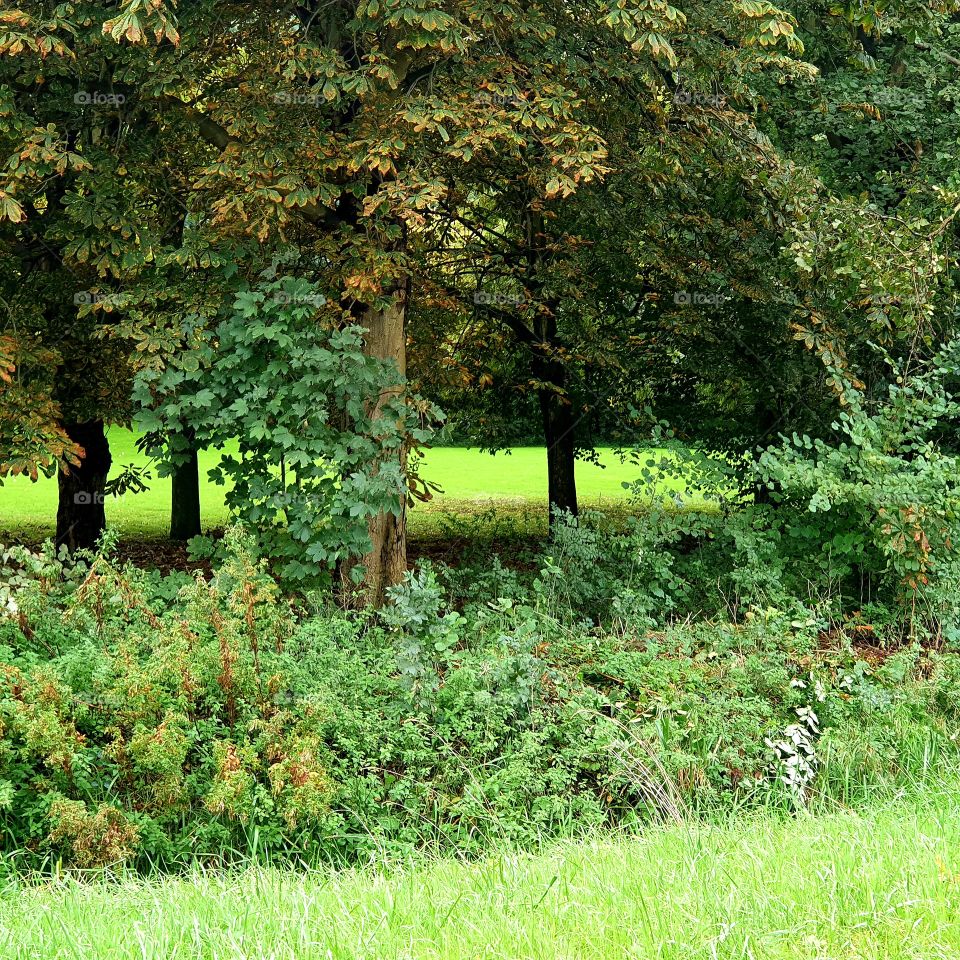 Outside the Hartelpark spijkenisse the netherlands. Nature between the trees.