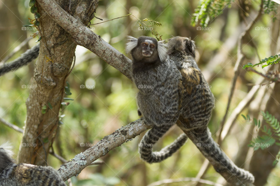 Little monkey in Rio de Janeiro Brazil ( Callithrix penicillata).