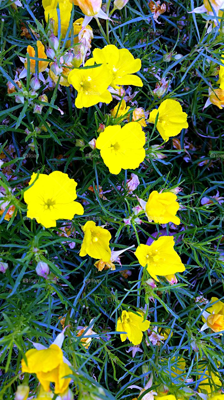 Wildflowers . Yellow and lavender wildflowers found in a parking lot.