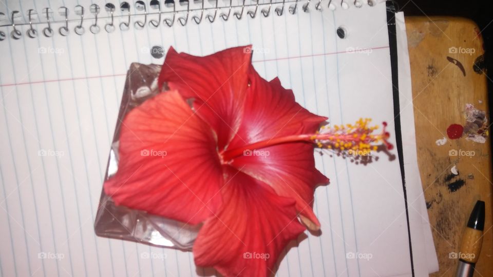 hibiscus