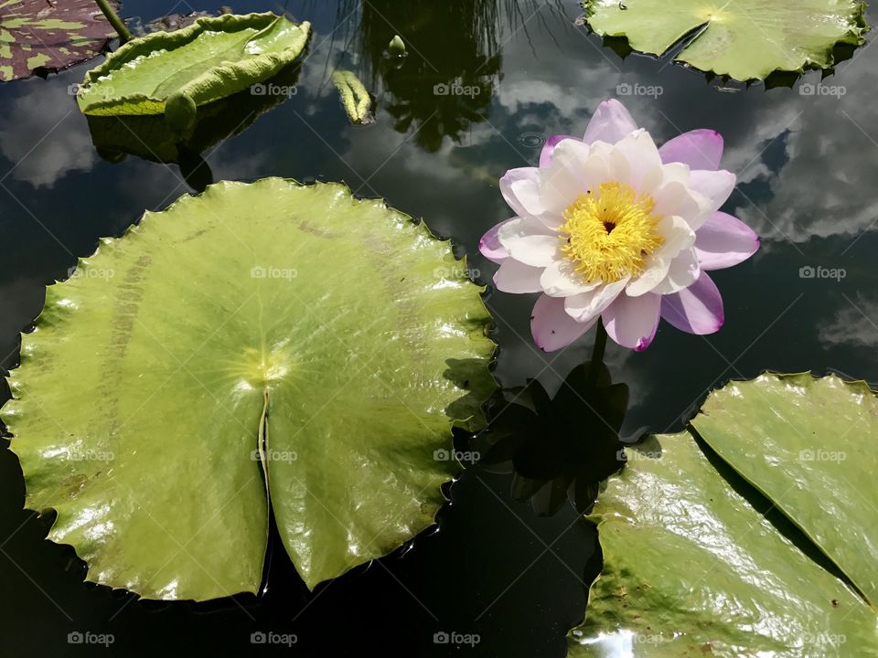 Water lily Lily pad pond water garden 