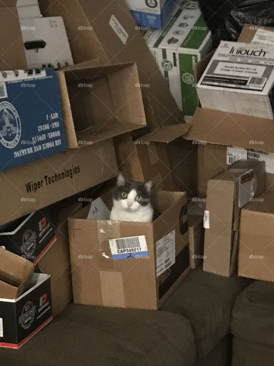 Cat in a box