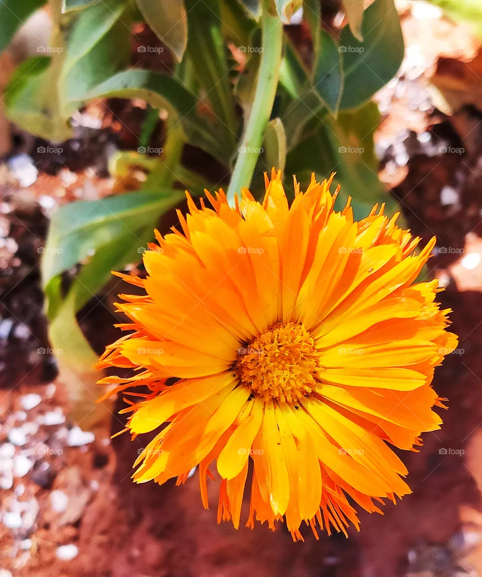 Flower