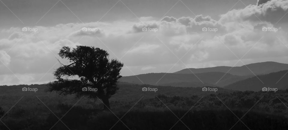 black and white landscape with a lonely tree