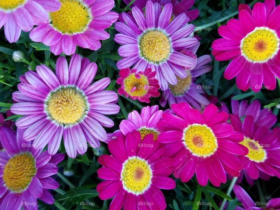 Fresh flowers blooming in the garden