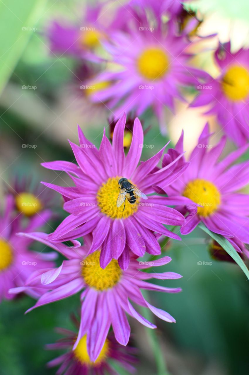 Spring flowers . Spring flowers 