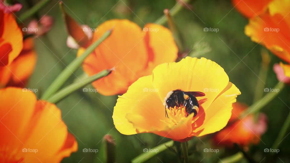 A bumblebee collects pollen from a field of bright marigolds during a warm summer month.