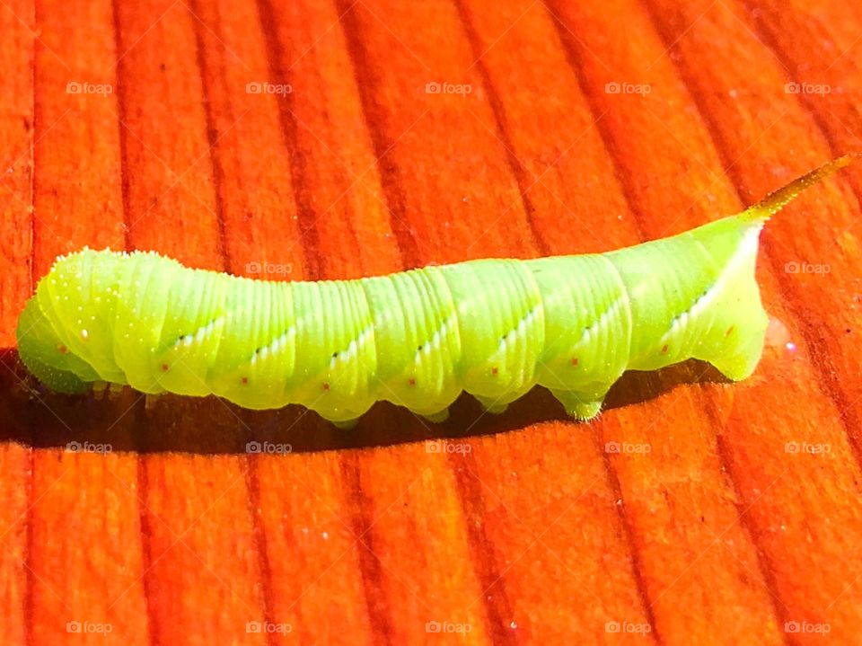 Tomato Hornworm.