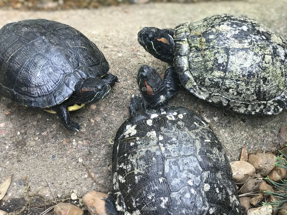 Turtle Meeting