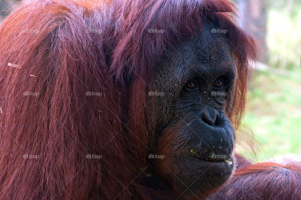 Orangutan
