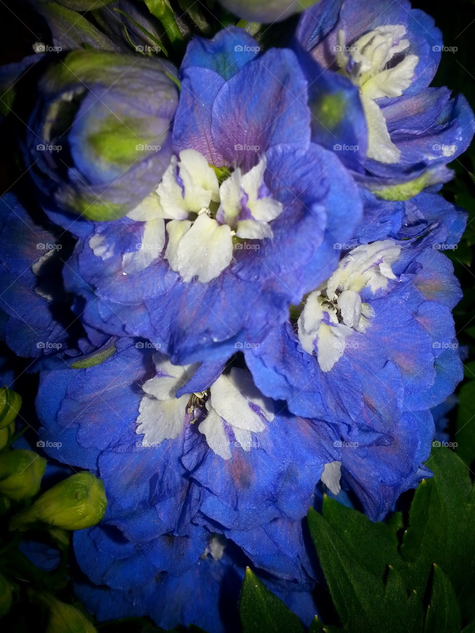 delphinium