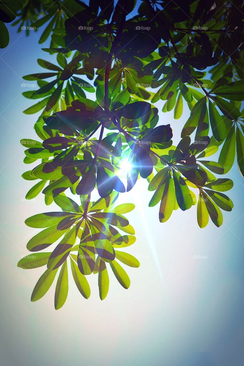 Grunge leaf and sky