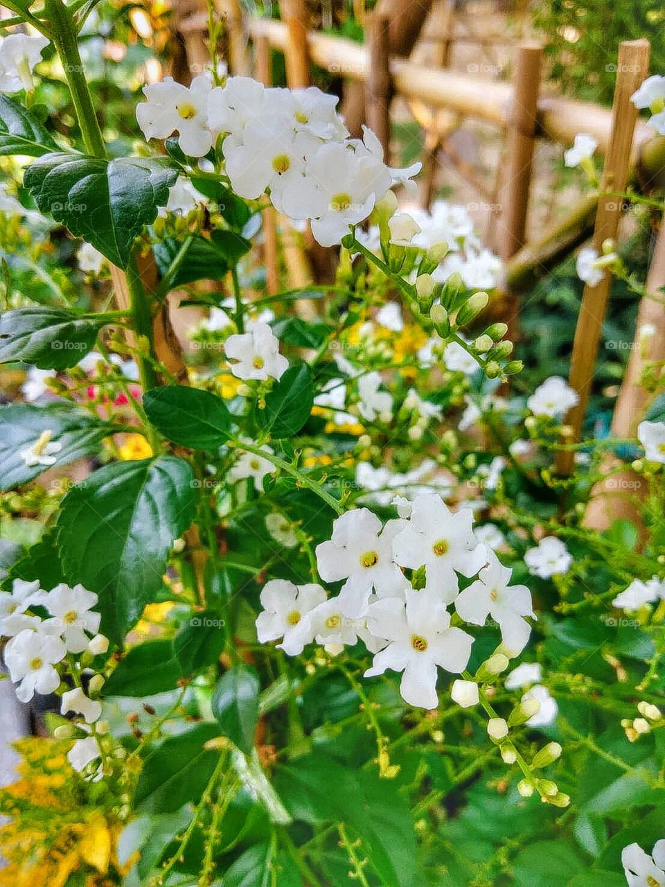 Beautiful White Flower in the Garden.